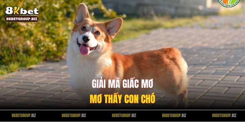 Con chó số gì? Giải mã điềm báo và gợi ý con số tài lộc từ giấc mơ
