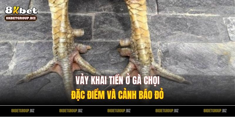 Vảy Khai Tiền Ở Gà Chọi - Đặc Điểm Quan Trọng Và Cảnh Báo Đỏ